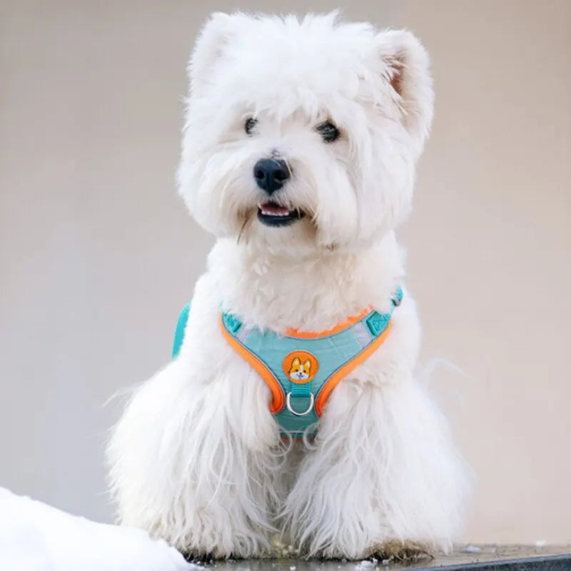 Reflective and Padded No-Pull Harness & Leash Set - My Store