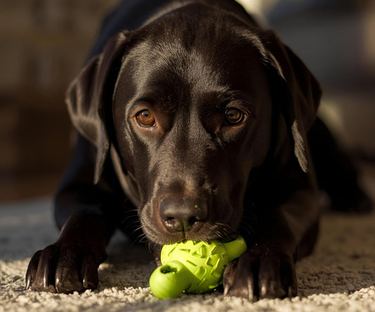 🦷 Sparkling Smiles: The Complete Guide to Dog Dental Care