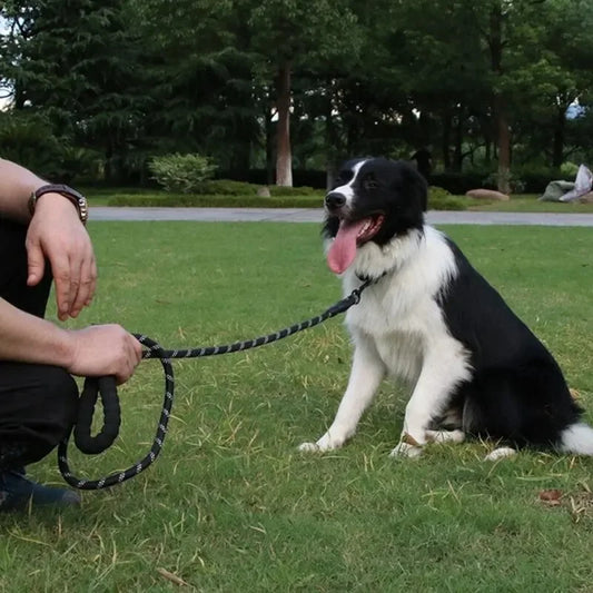 Reflective Nylon Dog Leash – Strong, Safe & Comfortable - My Store